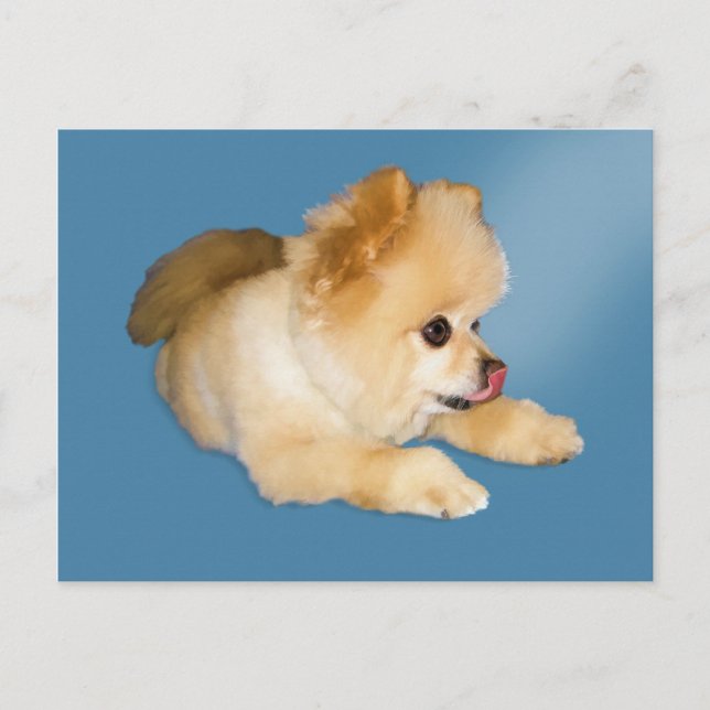 Carte postale Chien de Poméranie (Devant)