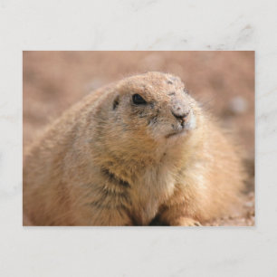 Carte postale : Chien de prairie à queue noire