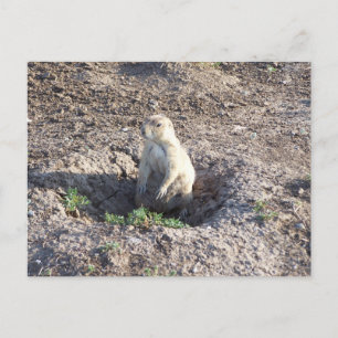 Carte Postale chien de prairie, faune, animal mignon