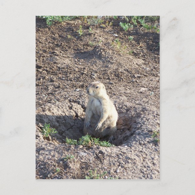 Carte Postale chien de prairie, faune, animal mignon, Wichita Mn (Devant)