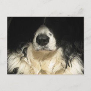 Carte Postale Chien de près