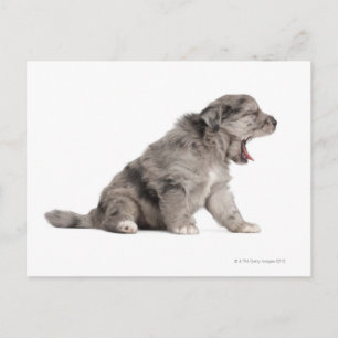 Carte Postale Chien de Pyrénées (4 semaines)