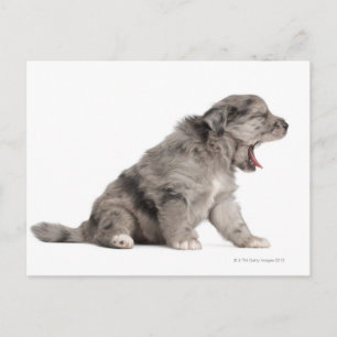 Carte Postale Chien de Pyrénées (4 semaines)