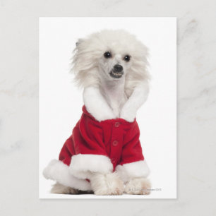 Carte Postale Chien de race chinoise (1 an) portant un