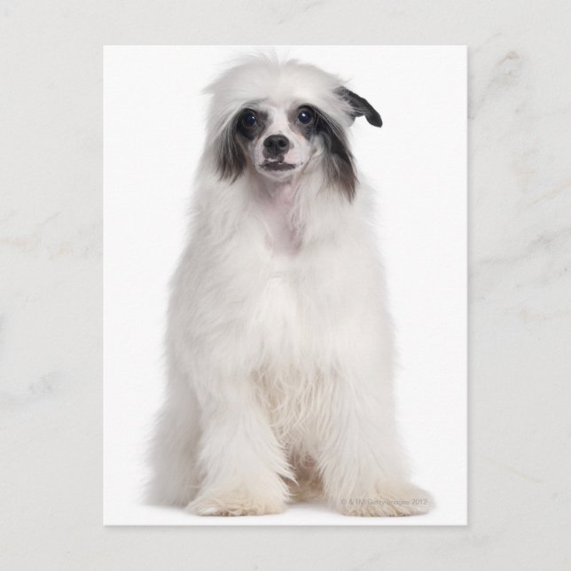 Carte Postale Chien de race chinoise (7 mois) (Devant)