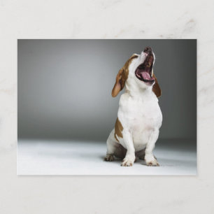 Carte Postale Chien de race mixte bâillonnant, gros plan