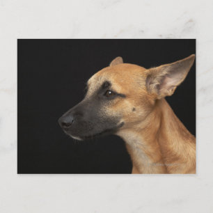 Carte Postale Chien de race mixte regardant à gauche sur noir