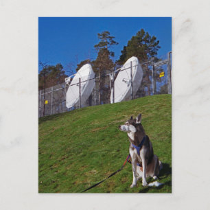Carte Postale Chien de repérage