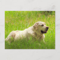 Chien de repérage du Labrador blanc
