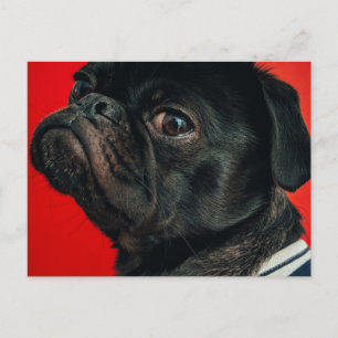 Carte Postale chien de rojo