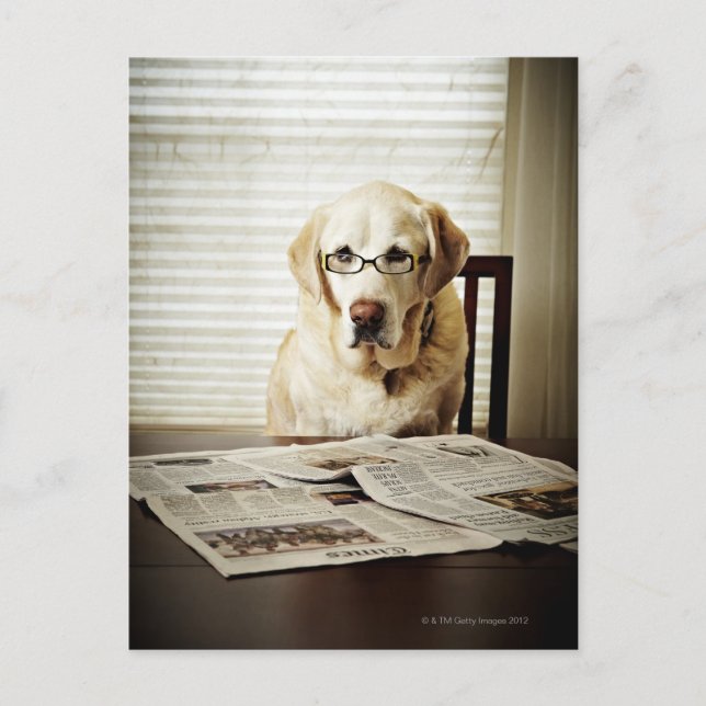 Carte Postale Chien de routine du matin (Devant)