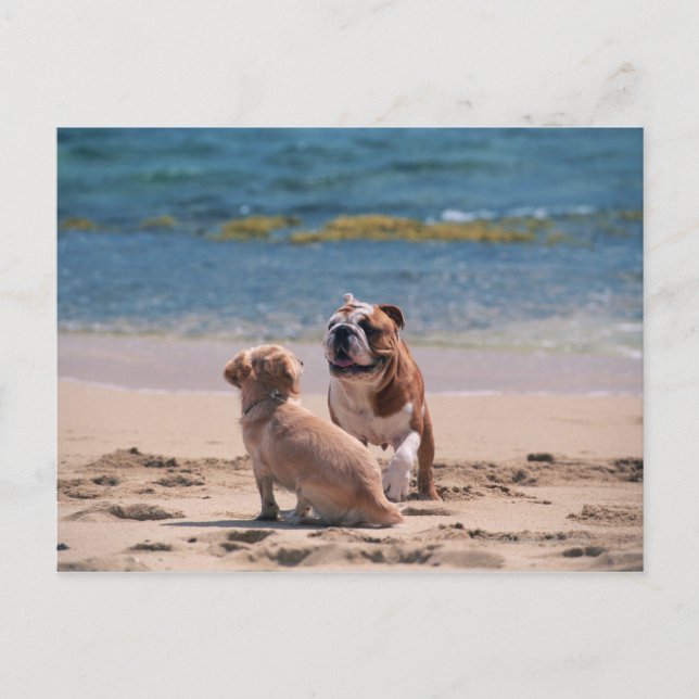 Carte Postale Chien de Sandy Beach (Devant)