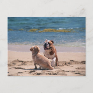 Carte Postale Chien de Sandy Beach