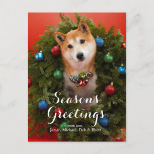 Carte Postale Chien de Shiba Inu