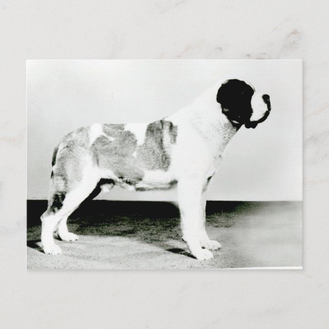 Carte Postale Chien de St. Bernard (Devant)
