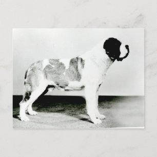 Carte Postale Chien de St. Bernard