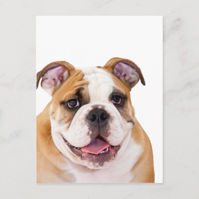 Carte Postale Chien de taureau anglais (Devant)
