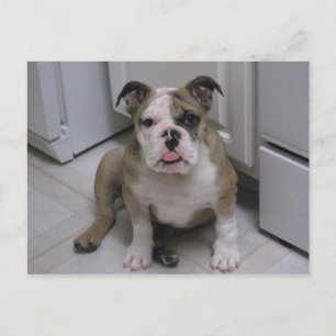 Carte Postale Chien de taureau anglais