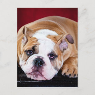 Carte Postale Chien de taureau anglais