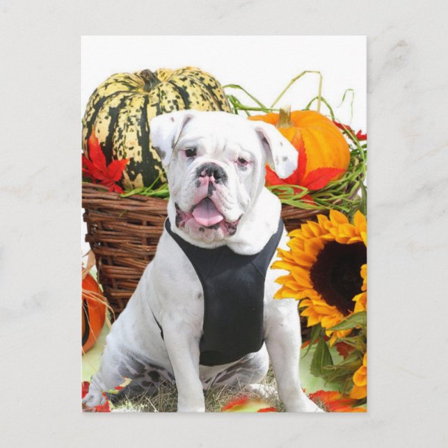 Carte Postale Chien de taureau d'Halloween (Devant)