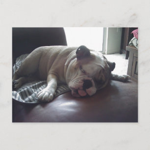 Carte Postale Chien de taureau endormi