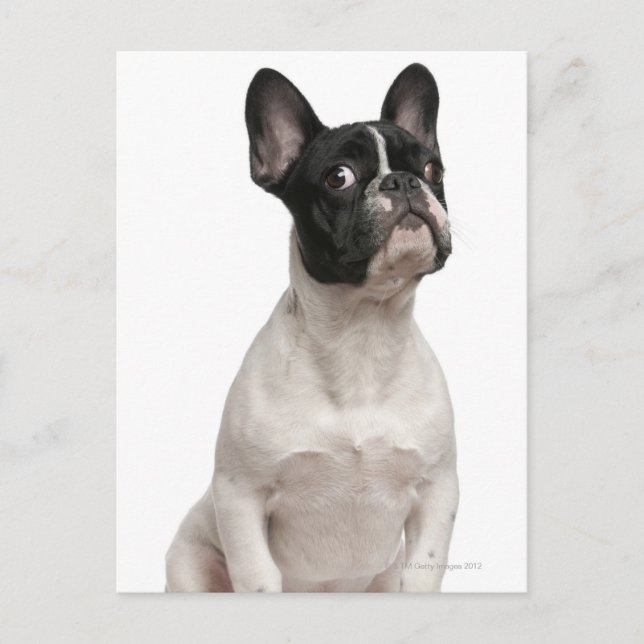 Carte Postale Chien de taureau français (5 mois) (Devant)