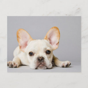 Carte Postale Chien de taureau français allongé