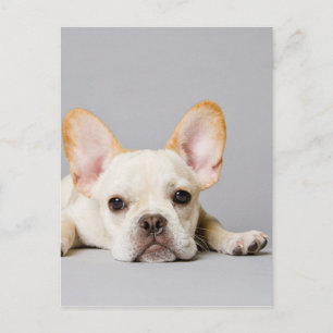 Carte Postale Chien de taureau français allongé