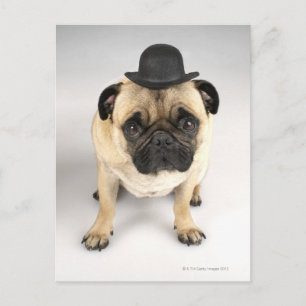 Carte Postale Chien de taureau français portant un baguette, stu