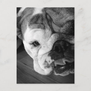 Carte Postale Chien de taureau noir et blanc