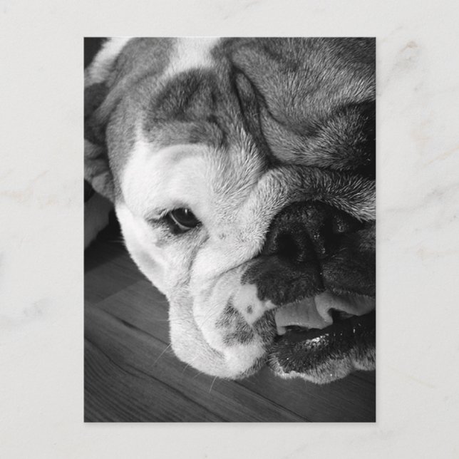 Carte Postale Chien de taureau noir et blanc (Devant)