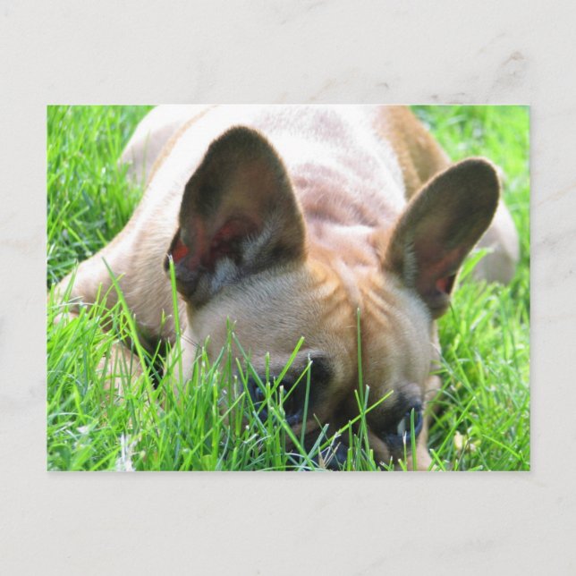Carte Postale Chien de taureaux français (Devant)