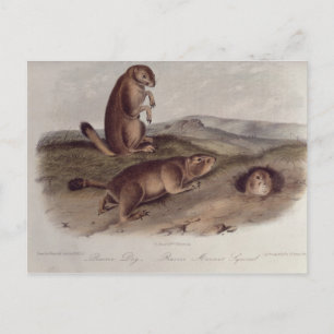 Carte Postale Chien des Prairies de 'Quadrupeds of North America