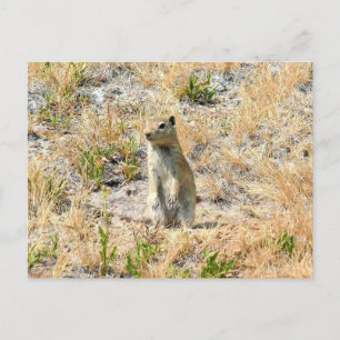 Carte Postale Chien des Prairies en Yosemite, Californie