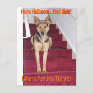 Carte Postale Chien d'Halloween et aucun traitement