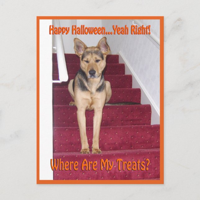 Carte Postale Chien d'Halloween et pas de friandises (Devant)