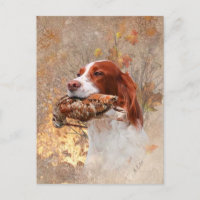 Chien d'oiseaux, chasse à la bécasse