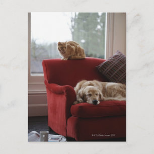 Carte Postale Chien d'or avec chat tabby gingembre