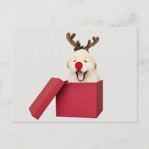 Carte Postale Chien d'or dans une boîte cadeau de Noël rouge