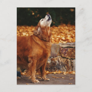 Carte Postale Chien d'or hurlant sur le chemin
