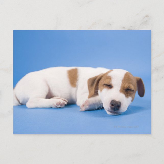 Carte Postale Chien dormant (Devant)