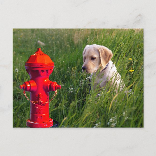 Carte Postale Chien en campagne avec coupe-feu (Devant)