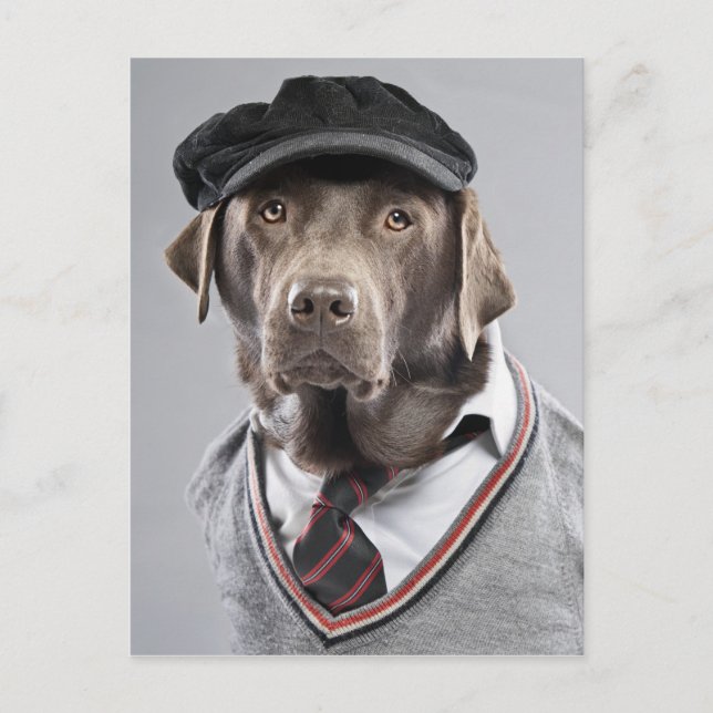 Carte Postale Chien en pull et casquette (Devant)