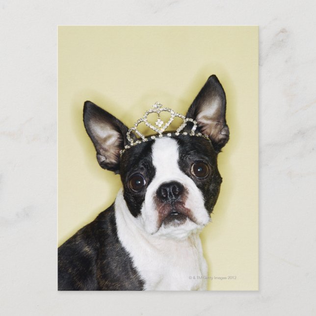 Carte Postale Chien en tiara (Devant)