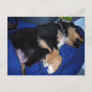 Carte Postale Chien endormi