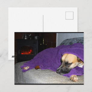 Carte Postale Chien endormi près de la cheminée