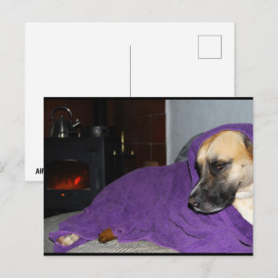 Carte Postale Chien endormi près de la cheminée