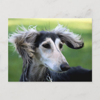 Carte Postale chien éolien