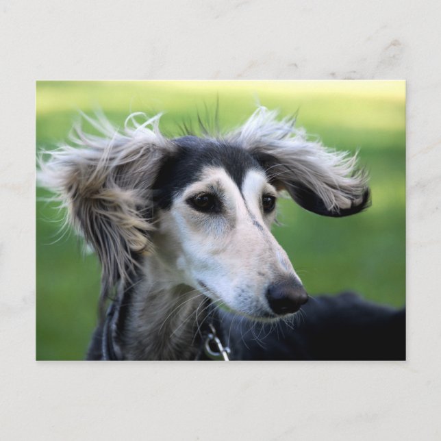 Carte Postale chien éolien (Devant)