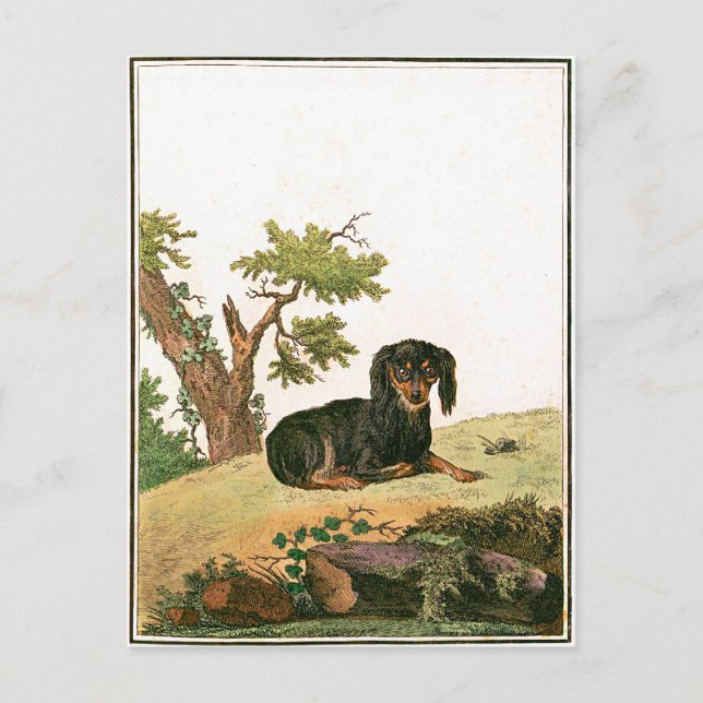 Carte Postale Chien - épagneul de jouet continental (Devant)